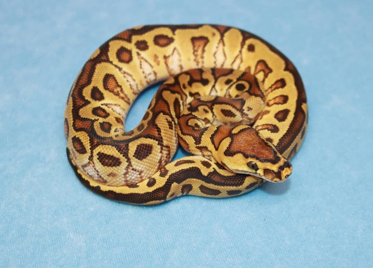 この子だけモルフ分からん何これ