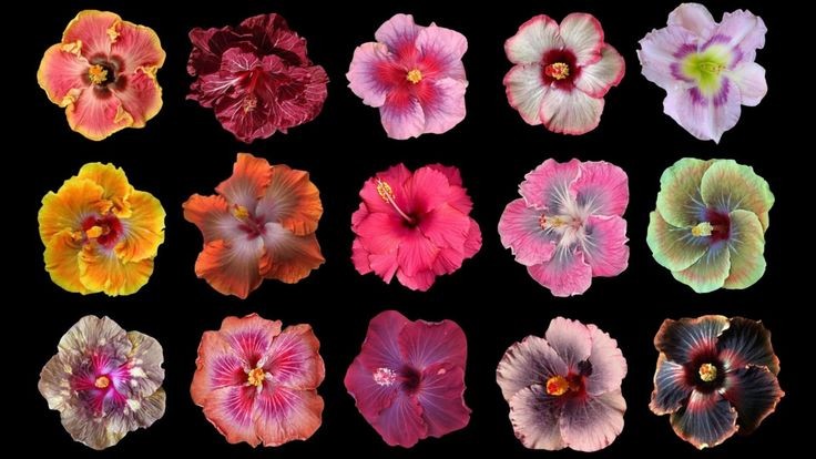 fairiehaze's tweet image. hibiscus 🌺