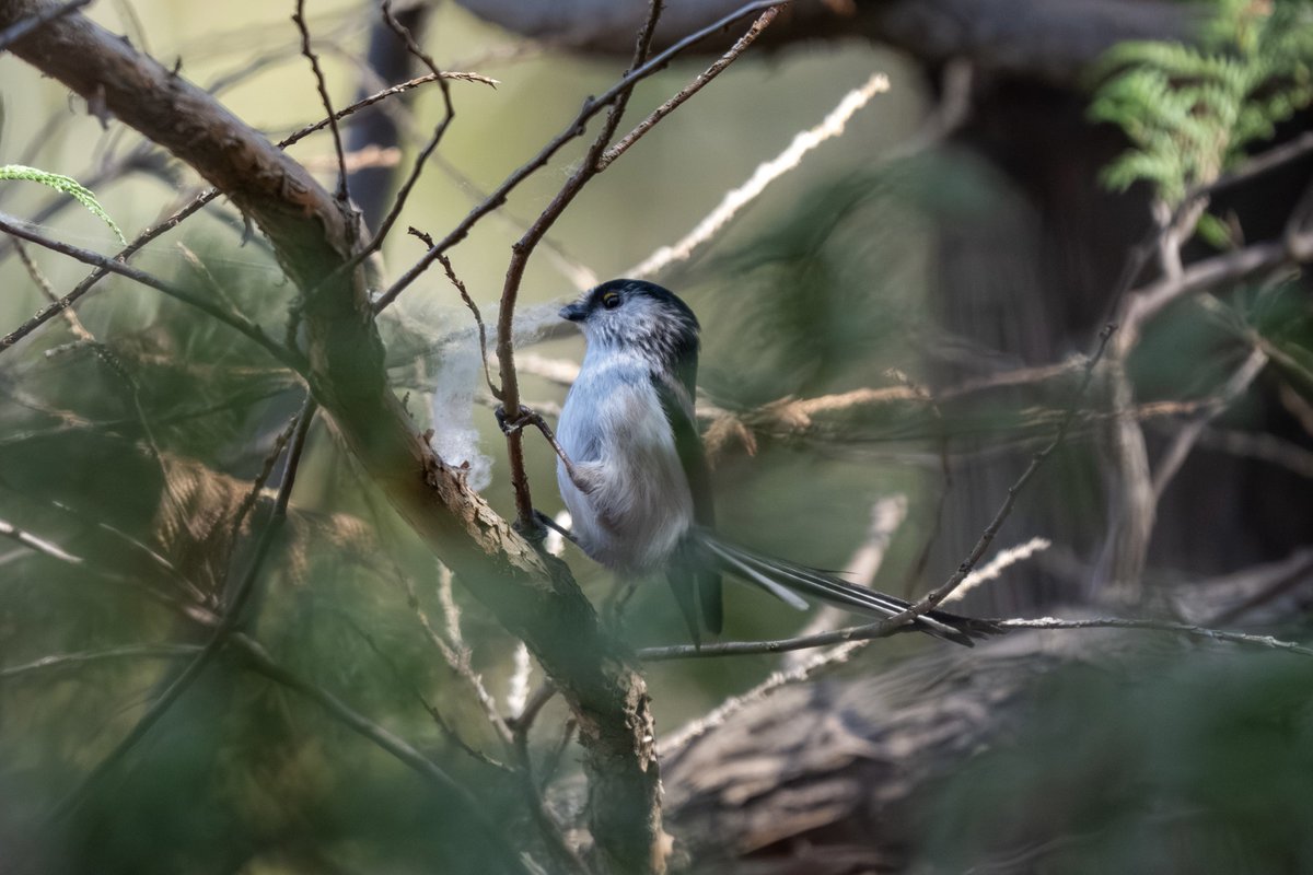 Oga_bird's tweet photo. 今日は初場所
ルリビタキが撮られてる公園だけどデカすぎてポイントは不明。
ひたすら歩いたけどルリビタキにはあえず。
コゲラ、エナガ、ガビチョウが撮れました。
どれもちゃんと撮るのは初☺
エナガは巣材なのかな？綿みたいなものを取ってました。 https://t.co/FJddcQHiOT