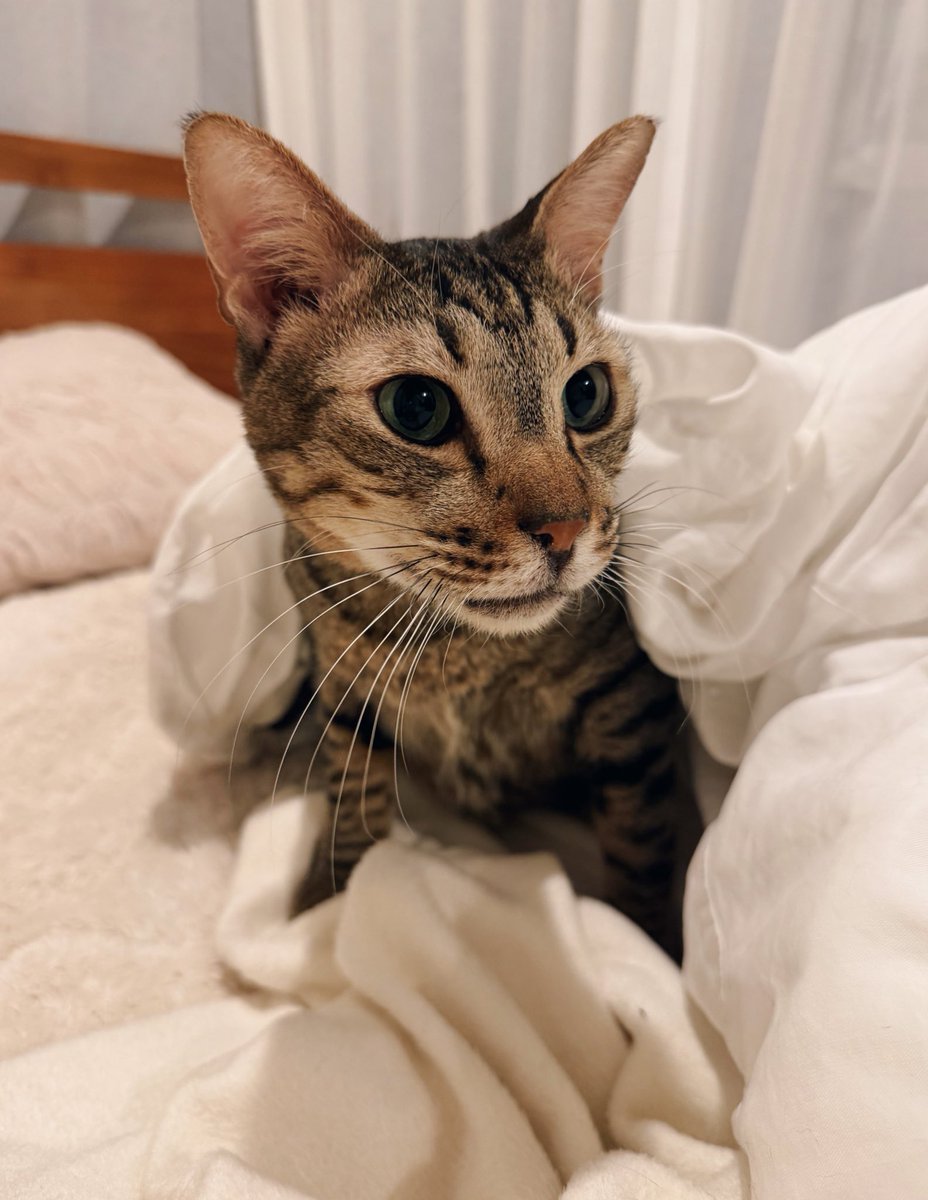 まゆ (@mfmf_sox) / Posts / X