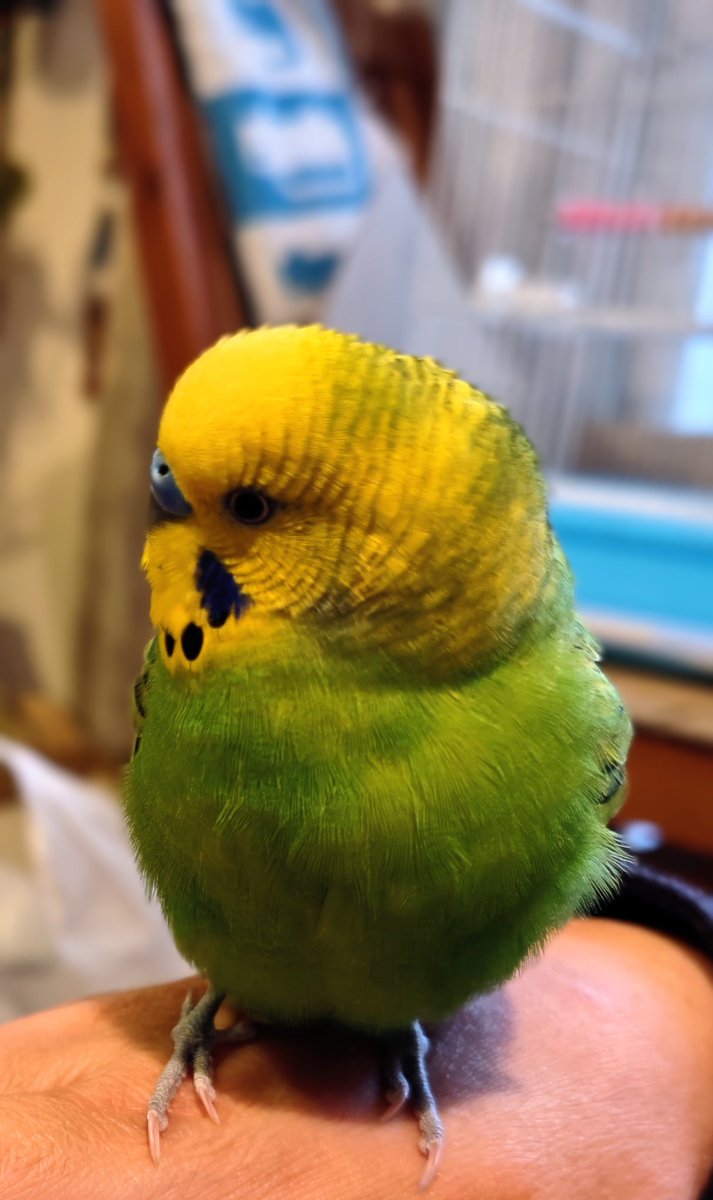 なにやら思案中🐥
#セキセイインコ