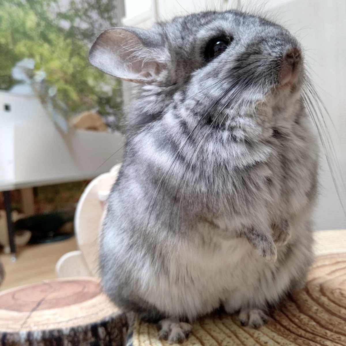 Chilla Stage (チラステージ) (@ChillaStage8113) / Posts / X