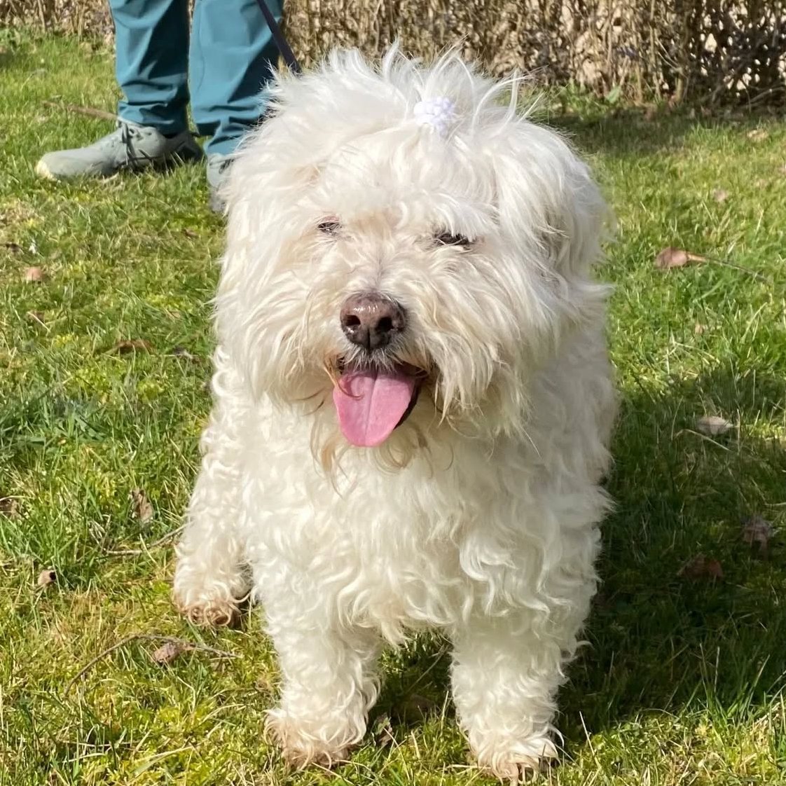 SOS Abuelos tweet media