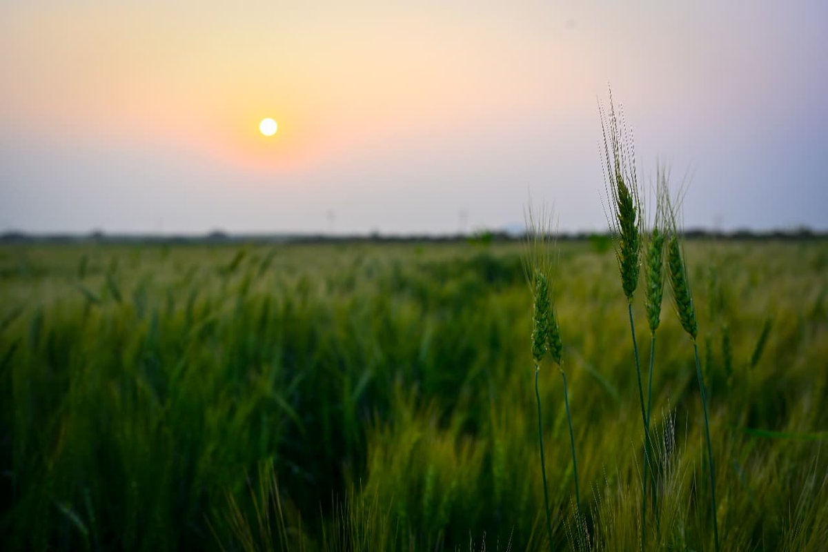 VenkatAgro's tweet photo. लहलहाती फसल, मुस्कुराता किसान। वेंकटेश्वर एग्रो के गेहूं के साथ खेतों में आई है असली खुशहाली। शुद्धता ऐसी, जो हर घर को भाए। 🌾

#AgricultureLife #WheatField #VenkateshwaraAgro #GreenIndia #खेतीबाड़ी अन्नदाता https://t.co/huvGSgOhYV