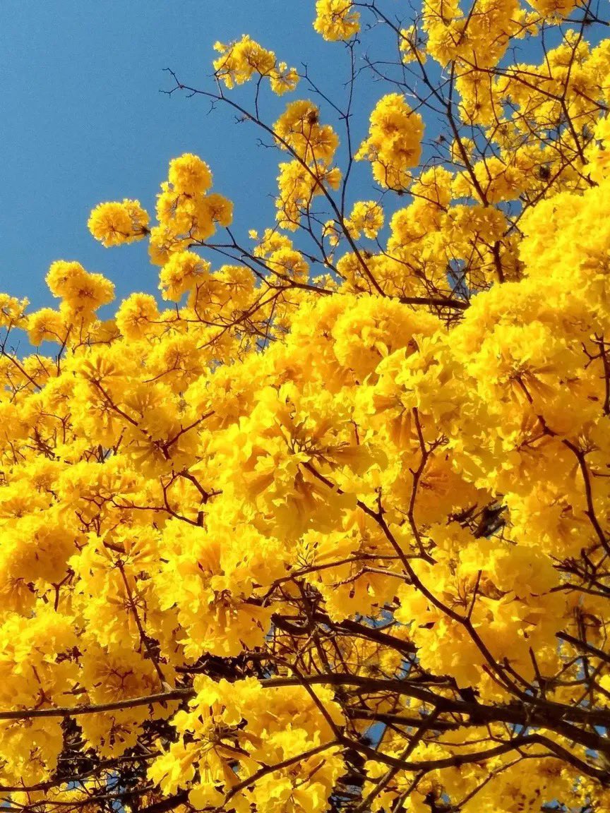 GianlucaCoccon1's tweet photo. Maravilloso 
ARAGUANEY EN FLOR 
🇻🇪🇻🇪🇻🇪🇻🇪🇻🇪🇻🇪🇻🇪🇻🇪🇻🇪🇻🇪
📸 @MaferParra0505 https://t.co/XypKWEO74a