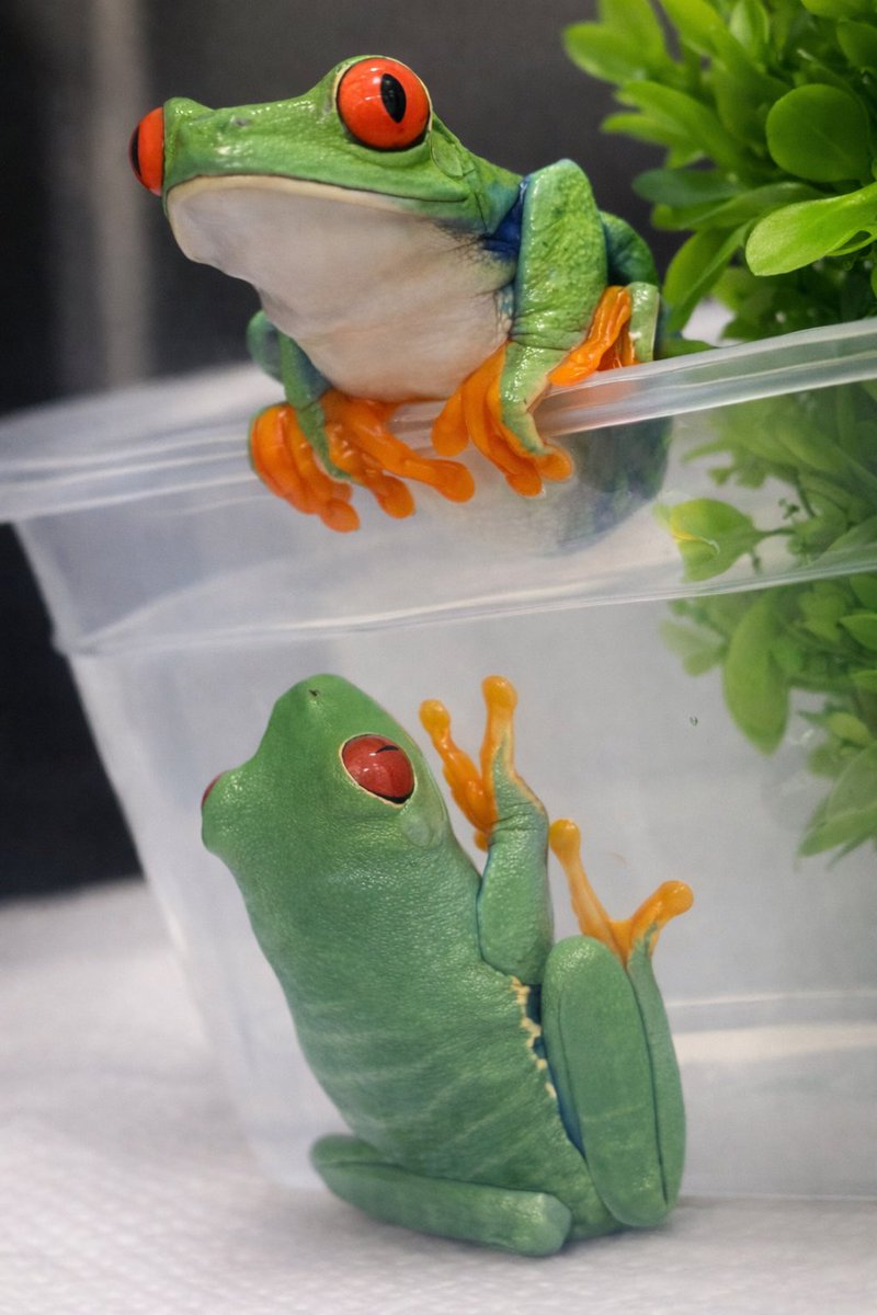 blizzard_1121_'s tweet photo. 水滴で見づらかったのでAIにキレイキレイしてもらった🐸 https://t.co/5A9pQu1JPD