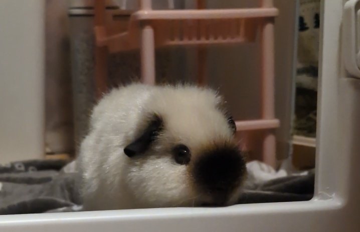 ann(ﾓﾙﾓﾙ) tweet media