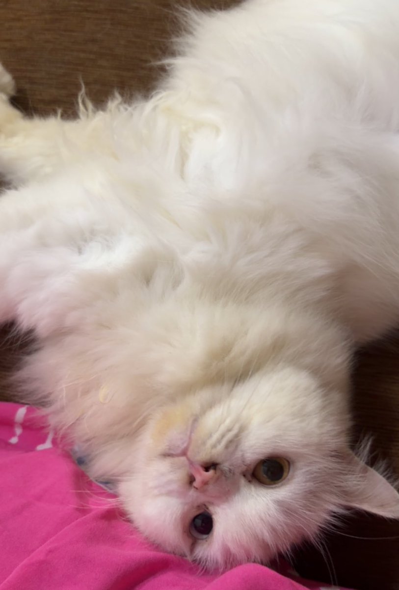 Milo🐥 Uno🦖 tweet media