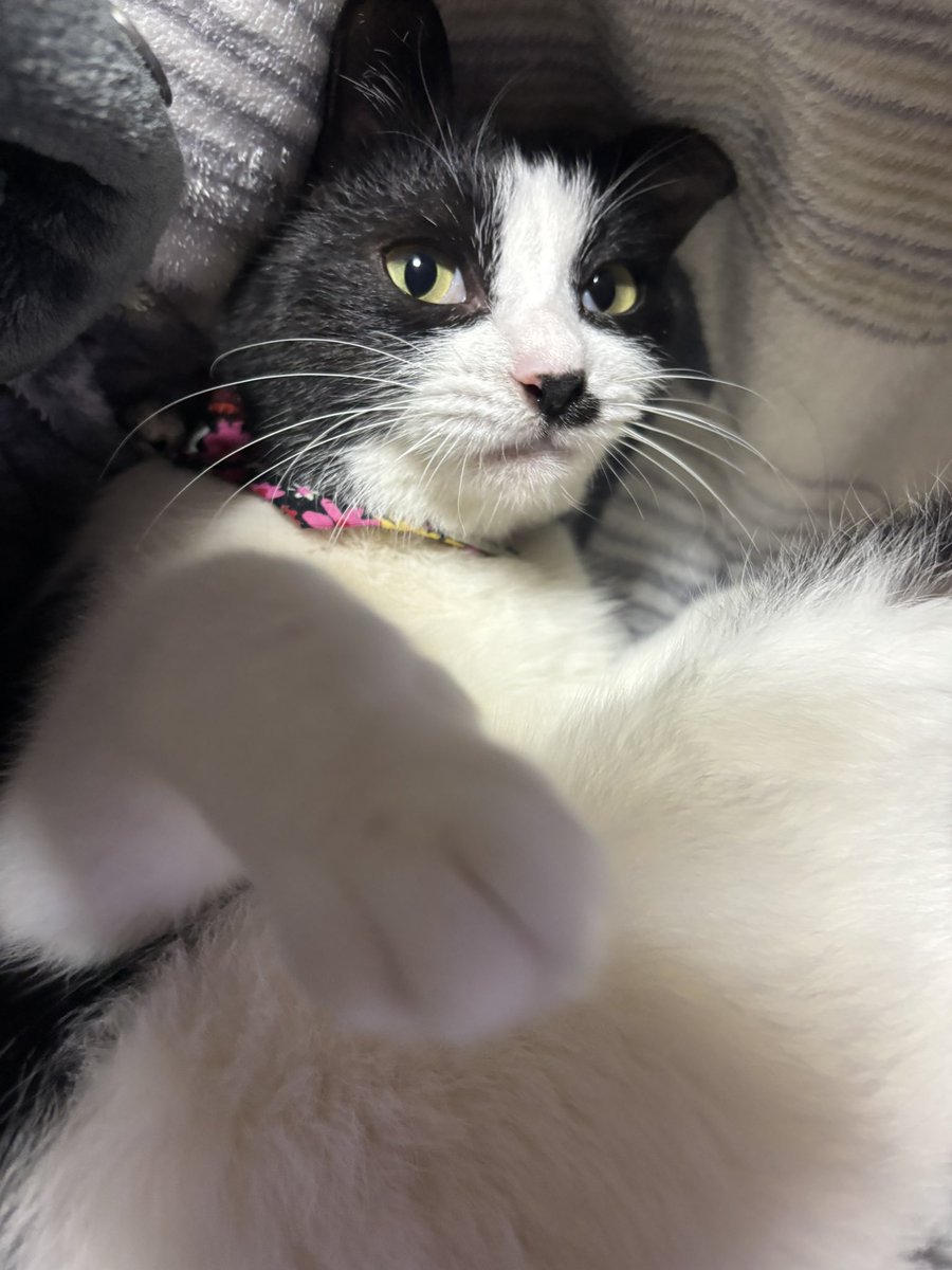 数年前に亡くなったイッヌ。 私らは子が欲しかったけど、出来なかった