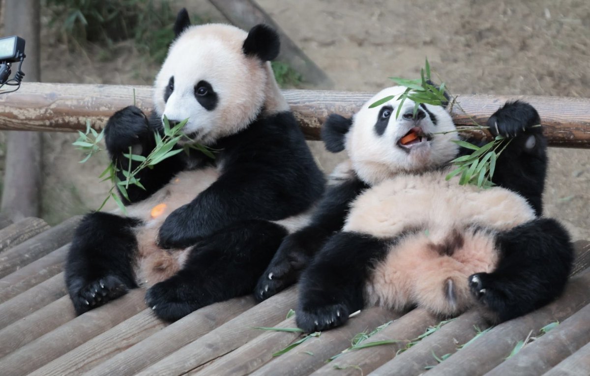 LUKE_パンダ (@0612xiangpanda) / Posts / X