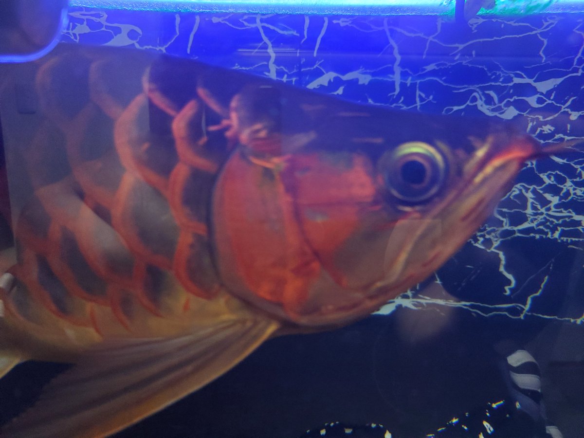 AquaBottom's tweet photo. 大きい病気に初めてなってしまい命を落とすかもしれないと大変病んでおりましたがお二方のご指導のお陰で３日で体調戻りました🙇‍♂️
心から感謝しております🙏
元々鰓の深い筋から濃い色が出てましたが病気で色飛んでからさらに濃い色が出始めました。
この濃さが全体に広がって欲しいです😚
#アロワナ https://t.co/03B6hgL27o