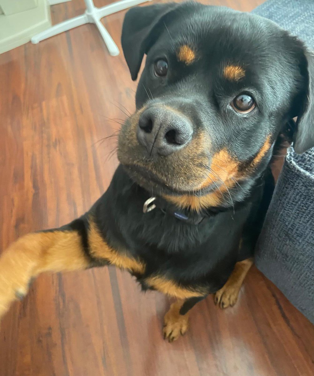 Please retweet to help Betsy find a home #SUSSEX  Female Rottweiler 5 and a half #UK 
Details or apply below, other dogs also available⬇️
arundawndogrescue.co.uk/available-dogs
Fully vaccinated and spayed No cats Good with older children. Can live with other dogs with proper introduction
This