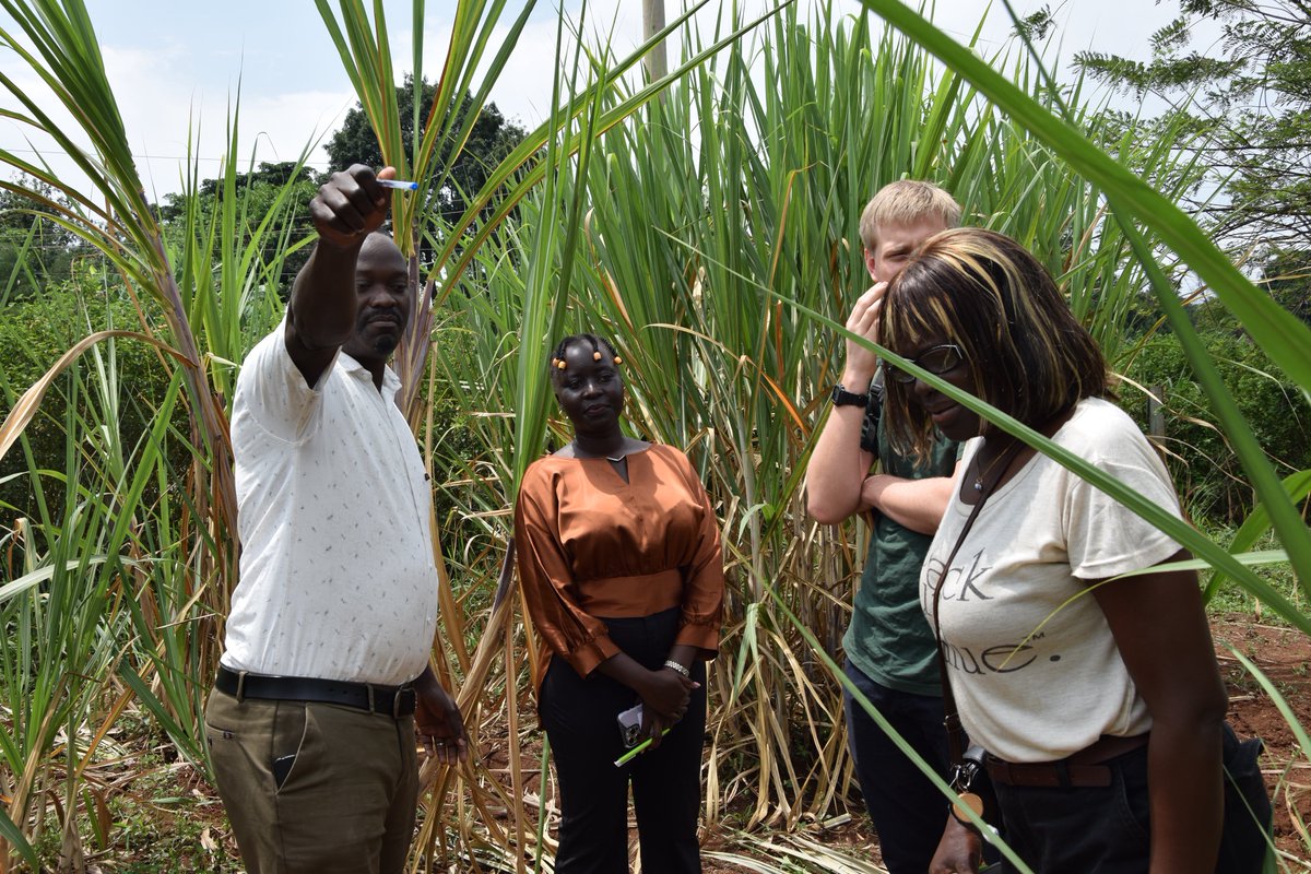 Bulindi ZARDI tweet media
