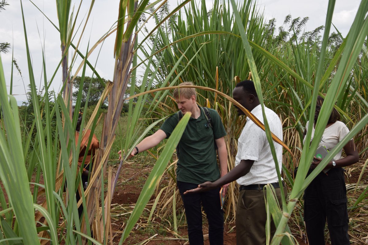 Bulindi ZARDI tweet media