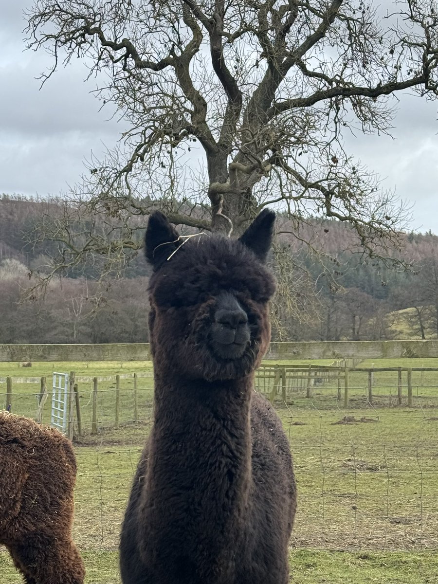 Wow Monday again Saffron