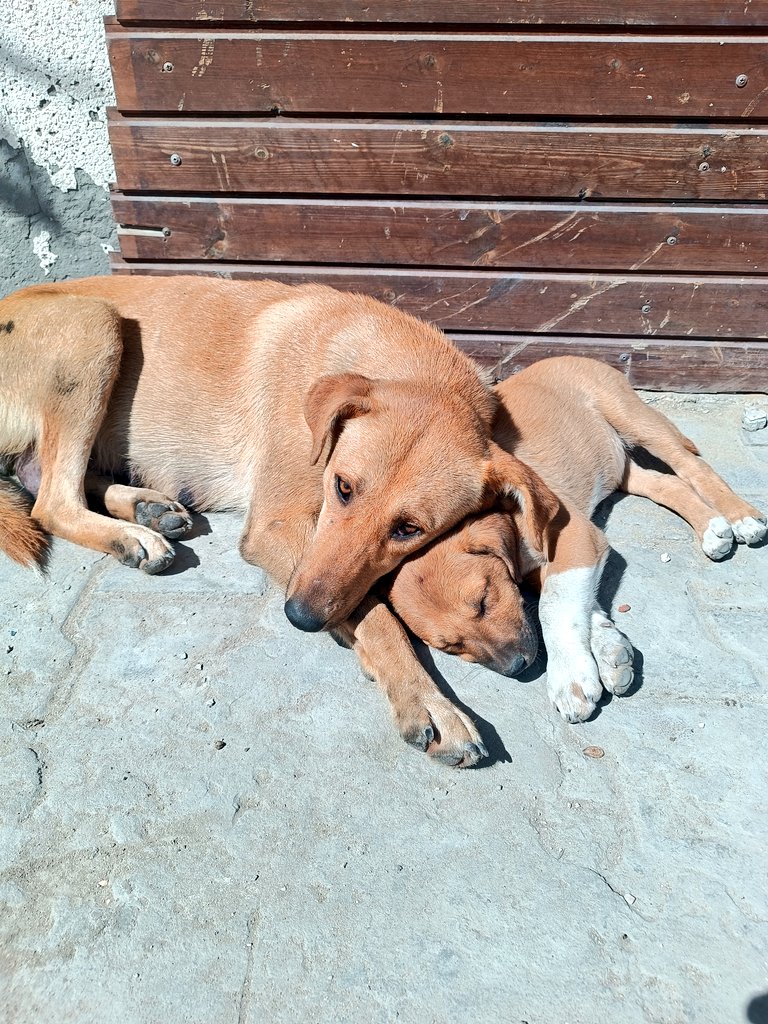 Hishamsousi's tweet photo. 🚨🐾 They are still waiting for food… and the hunger is growing 💔
Even a small donation can save their lives 🙏
💳 PayPal (Friends &amp; Family – “For Hisham”)
https://t.co/vZaaISCBnj
🌐 Chuffed
https://t.co/yjqEsuR1t1
If you can’t donate, please quote &amp; share ❤️🐾 https://t.co/Olzek60EmD