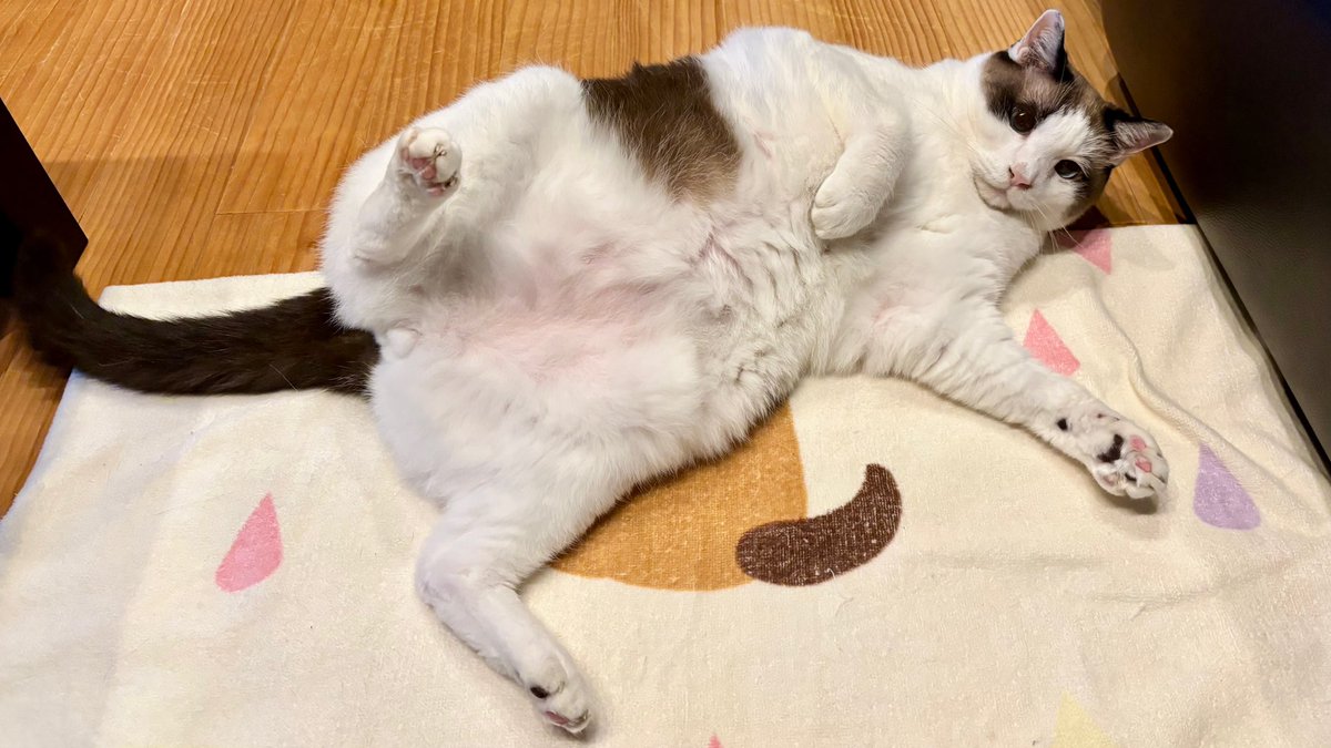 楽しそうだな✌️😸