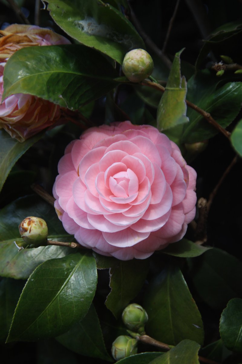 "As we work to create light for others, we naturally light our own way."—Mary Anne Radmacher

Good morning,friends. Did you sleep well? 😇     

Tue 7:00AM 🇯🇵
#Camellia