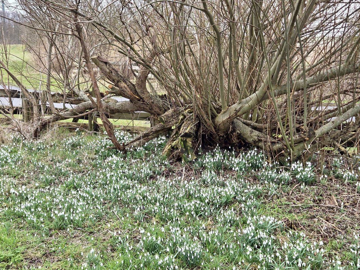 Fup Boon tweet media