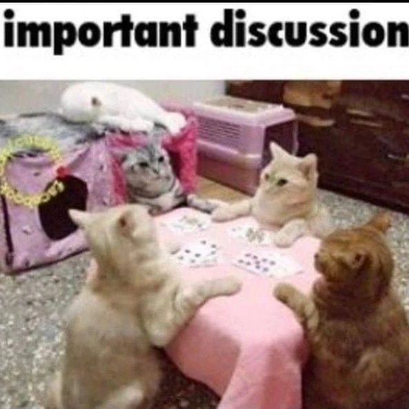 Punch Cat (@punchingcat) on Twitter photo 