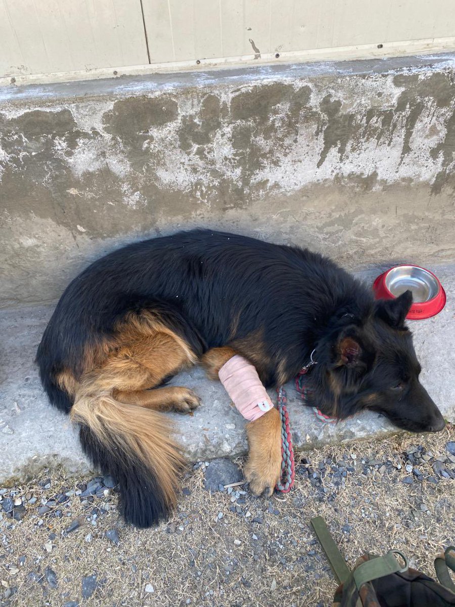 Meet Tyson: The 2 Para SF K9 who stared danger in the face, sculpted by DBTS Taralu, <a href="/crpfindia/">🇮🇳CRPF🇮🇳</a>. 🐾

​During a high-stakes Op by 2 Para SF in J&amp;K, Tyson was the first to charge the terrorist hideout. Despite sustaining a bullet wound, this elite German Shepherd never faltered.