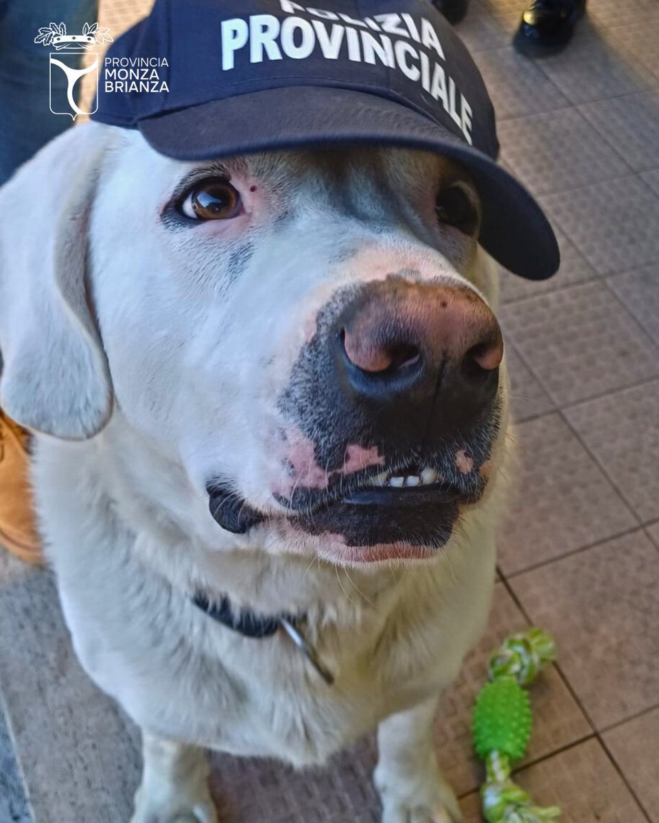 Provincia di Monza e della Brianza tweet media