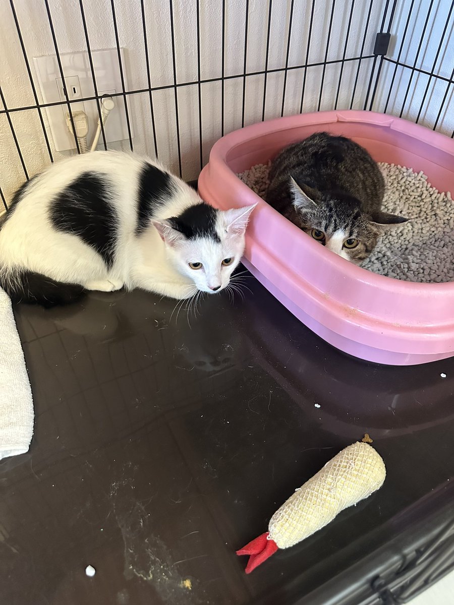 Ore_no_Rayu's tweet photo. 家族が増えました
勿論　保護猫ちゃん https://t.co/Z6XxzxFx7T