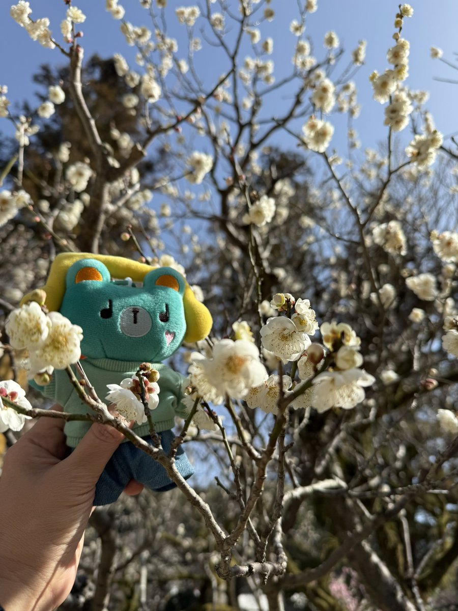 ぱむぷんちゃん
梅の花だよ
#ぱむぷん
#PERMPOON