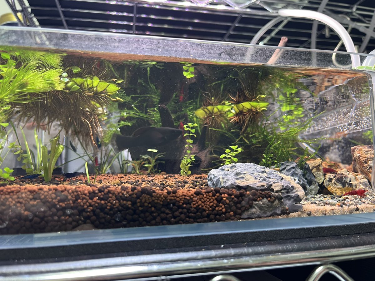 ぎょまん tweet media