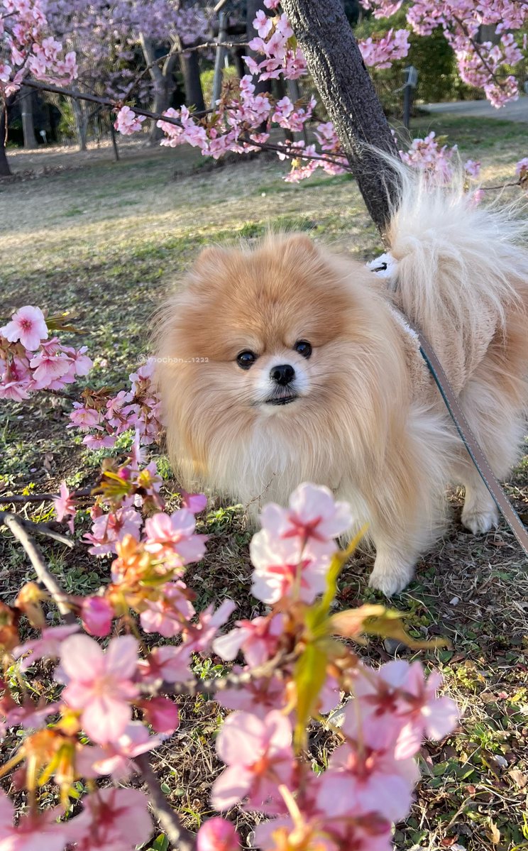 Post by もちゃん🐶🍮ポメラニアン on X: 🌸