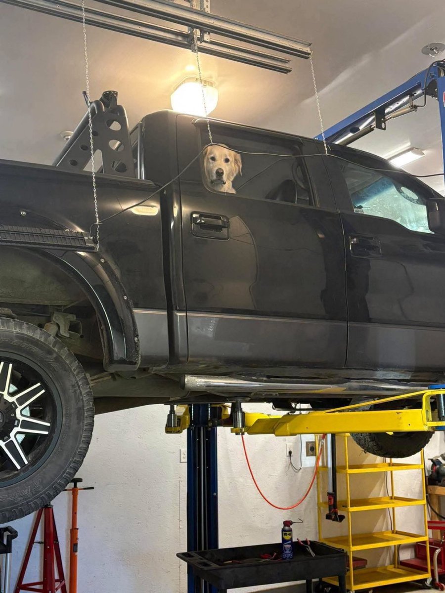 Puppies 🐶 tweet media