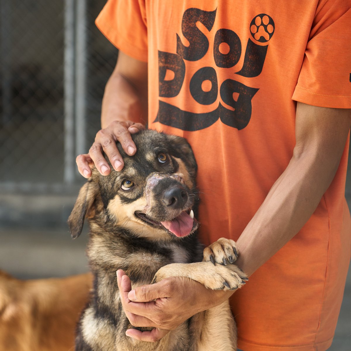 แววตาน้องเปลี่ยนไปแล้ว🥹อัพเดตการช่วยเหลือน้องหมาถูกคนนำเทปกาวมารัดปาก หลังจากเข้ามาอยู่ในการดูแลของซอยด๊อกมา 1 เดือน ตอนนี้น้องเปลี่ยนแปลงไปในทางที่ดีขึ้น มีสุขภาพที่แข็งแรงทั้งร่างกายและจิตใจ โดยเฉพาะแววตาที่สดใสขึ้นและเต็มไปด้วยความไว้เนื้อเชื่อใจ เปลี่ยนไปจากวันแรกอย่างมาก