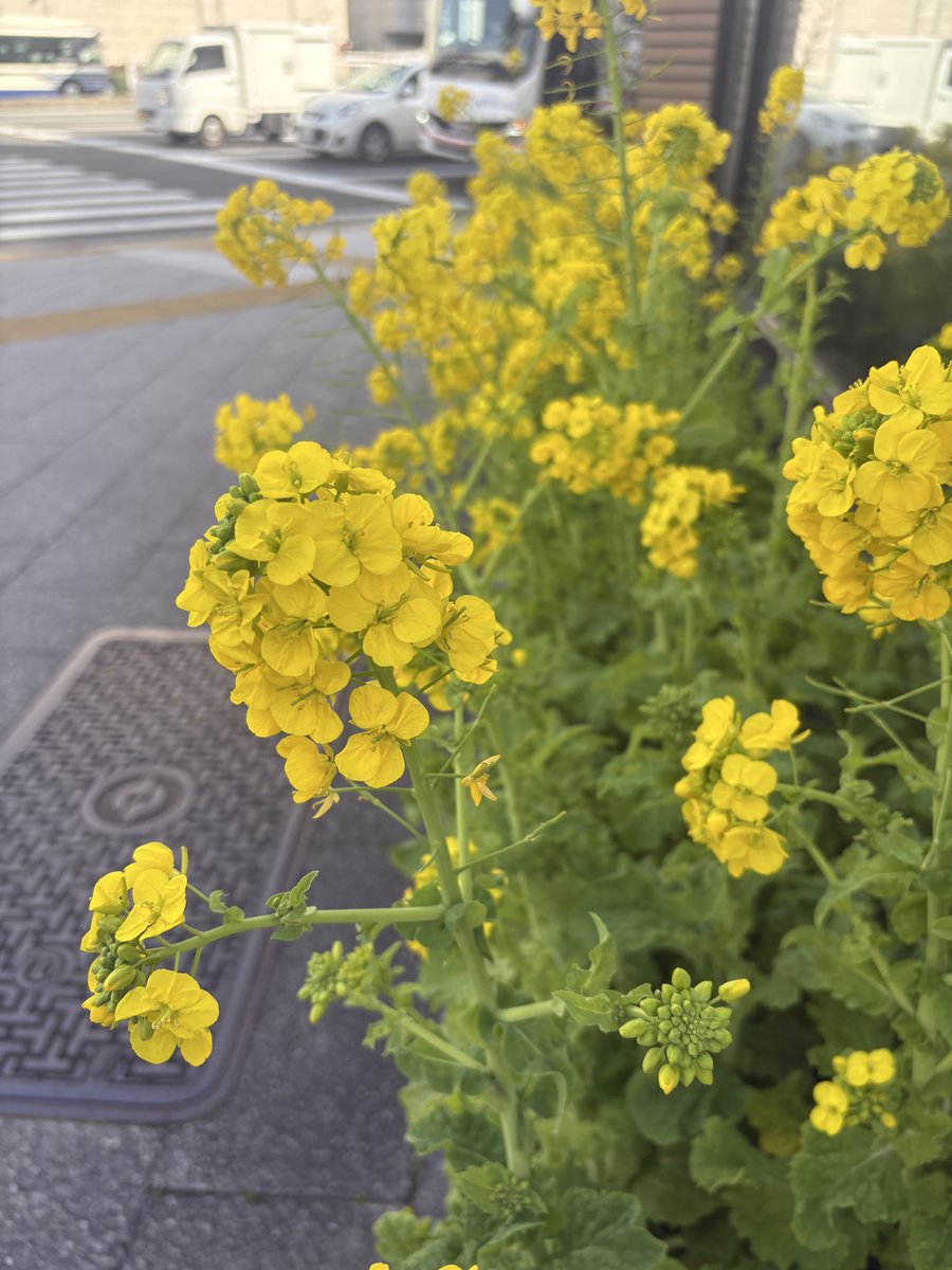春だ

#日々のこと
#桜