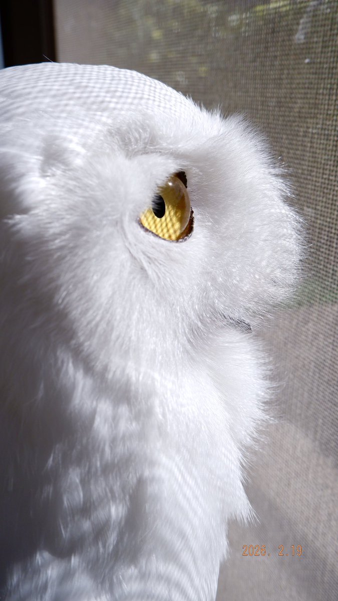 39造 (@mosa_suma_39zo) / Posts / X