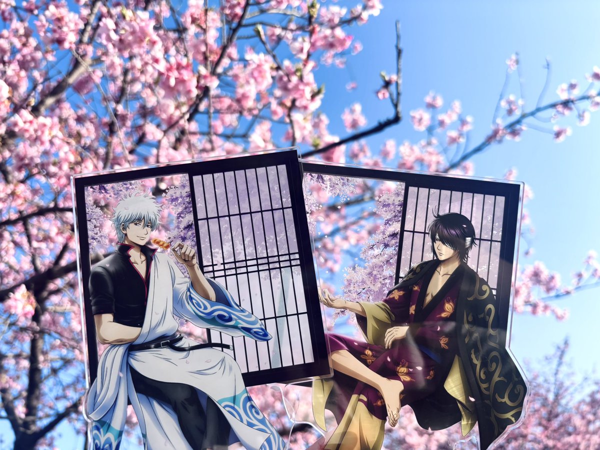 近所の河津桜でひと足早くお花見🌸 窓辺アクスタ大っきくて2個持ち大変