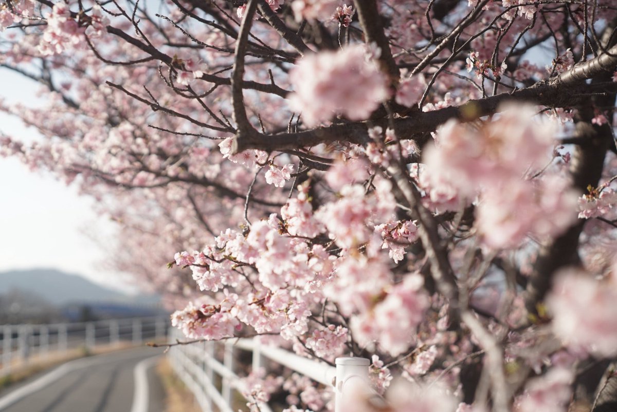 近所の河津桜でひと足早くお花見🌸 窓辺アクスタ大っきくて2個持ち大変