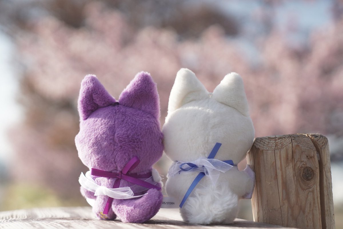 近所の河津桜でひと足早くお花見🌸 窓辺アクスタ大っきくて2個持ち大変