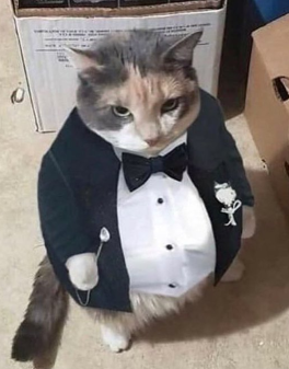 Cabonja3a tweet media