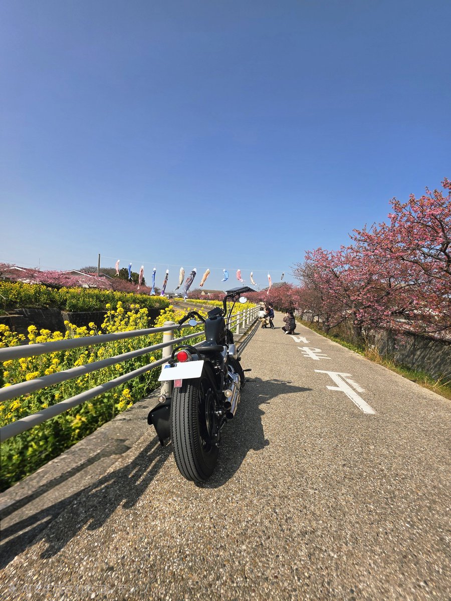 thunder250hd's tweet photo. 渥美半島ツーリング
免々田川の河津桜祭
河津桜はまだ5分咲き🌸
来週が見頃になるようです
菜の花は満開🌼
#thunder250
#渥美半島
#免々田川の河津桜 https://t.co/tjCZCVZygT