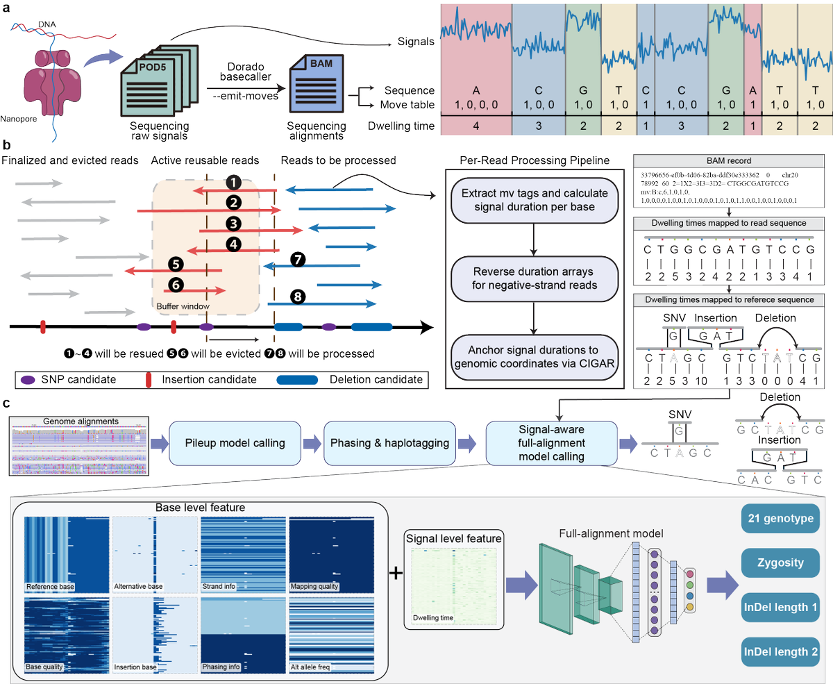 Ruibang Laurent Luo tweet media