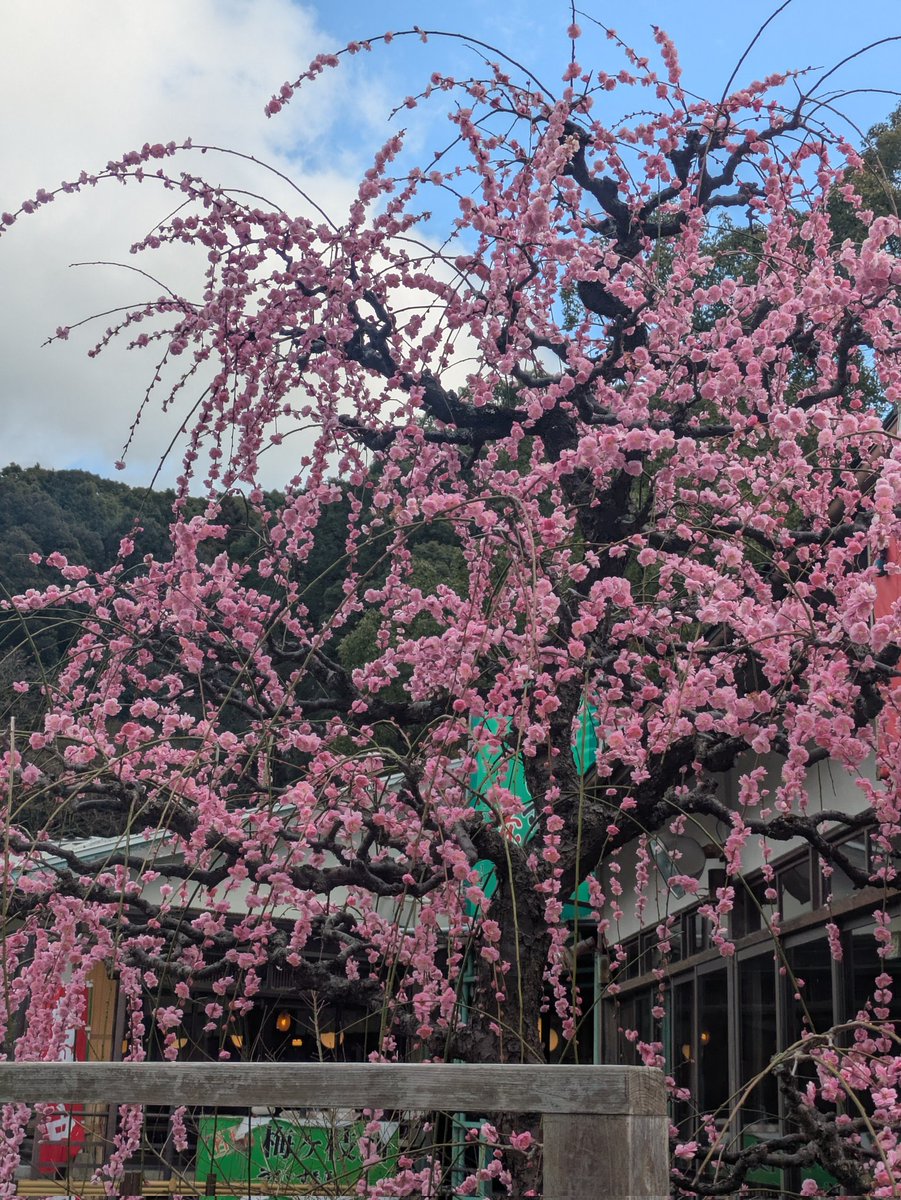 mametsubushi's tweet photo. ネッコたまらん良い記念品🐣 https://t.co/0cmjfkSSrC