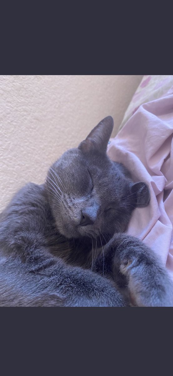 DrMichelleKalehzan tweet media