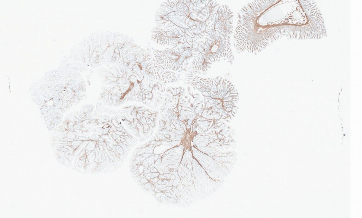 Rui Caetano Oliveira tweet media