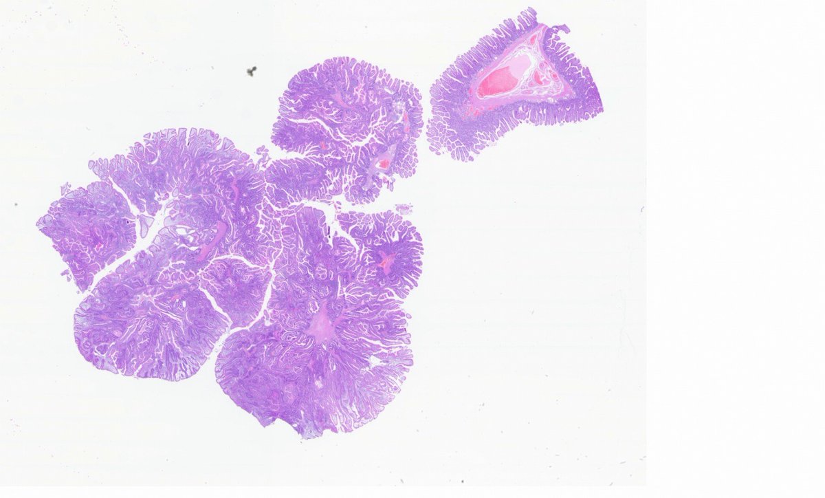 Rui Caetano Oliveira tweet media