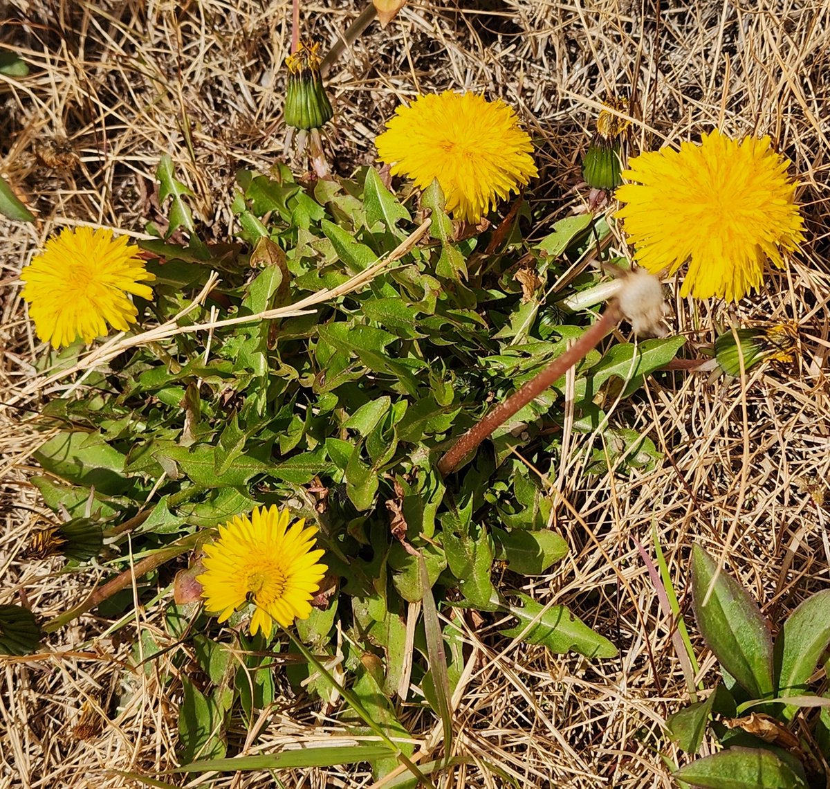 bi899 クリスマスローズやタンポポが咲き、今日はモンシロチョウが飛ん