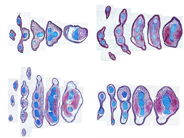 Biomedical Picture of the Day BPoD tweet media
