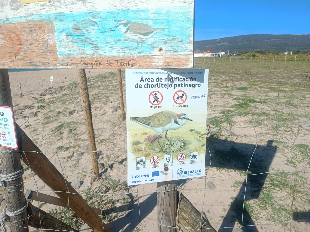 Iberalex_Poctep's tweet photo. 📍 Censo invernal en Bolonia 🐦

#IBERALEX ha realizado el seguimiento del chorlitejo patinegro y mantiene carteles y zonas perimetradas en áreas de nidificación para garantizar su seguridad.

📊 Muy pronto compartiremos los datos completos del censo. https://t.co/YtSFmcnLuj