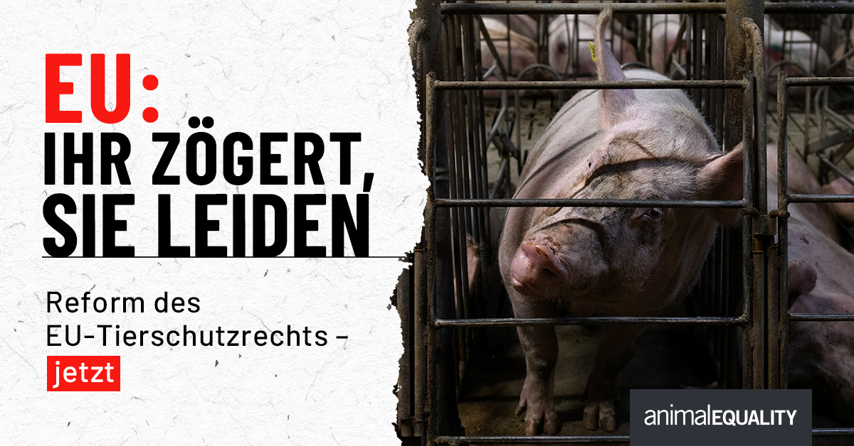 ❌ EU: Ihr zögert, sie leiden!

Seit Jahren sieht die Europäische Union weg und lässt Millionen Tiere im Stich.

Die EU-Kommission muss endlich handeln! Sie muss einen Vorschlag zur Überarbeitung des Tierschutzgesetzes vorlegen und die Käfighaltung, sowie das Töten männlicher