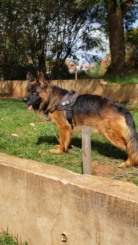 K9_SolutionsAF's tweet photo. Today we didn't have the energy to type a long caption. Let me just show you what we've been up to
#k9dogs #k9 https://t.co/K1Q8J3mCrR