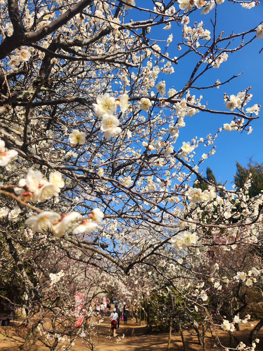 今日は爆風なので何十年ぶりに清水公園にドライブ散歩🐕️
梅祭りしてました🎵
#清水公園